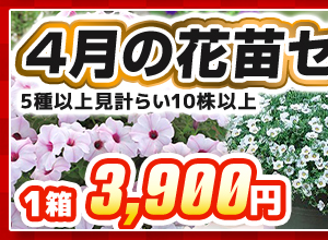 4月の花苗セレクトボックス