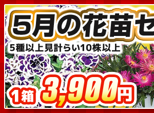 5月の花苗セレクトボックス