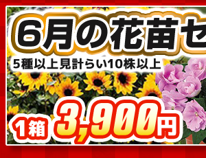 6月の花苗セレクトボックス