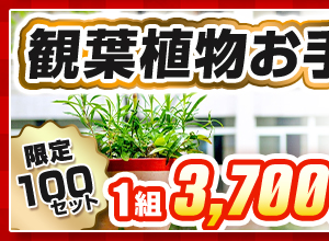 観葉植物お手入れ福袋