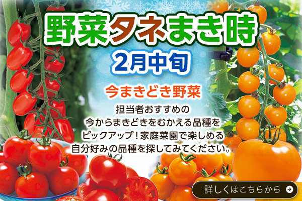 野菜タネまき時【2月中旬】