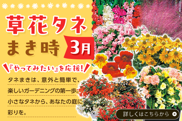 草花タネまき時【3月】