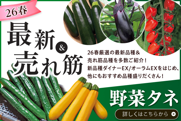 26春最新＆売れ筋【野菜タネ】
