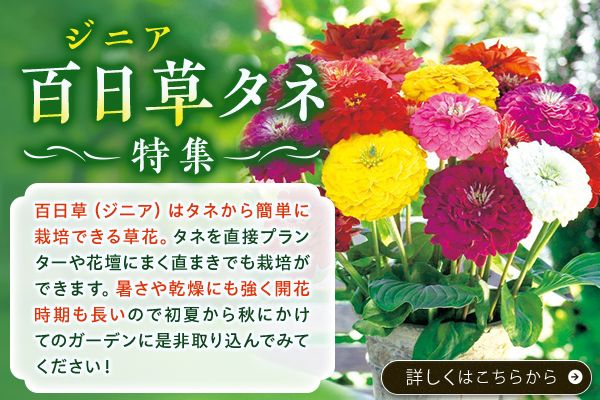 百日草（ジニア）タネ特集