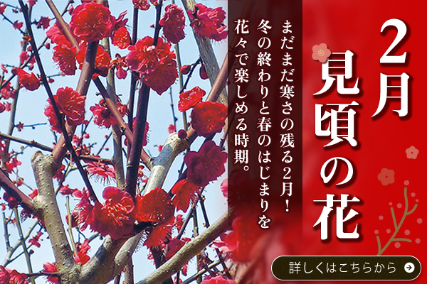 2月見頃の花