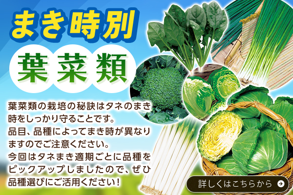 まき時別【葉菜類】