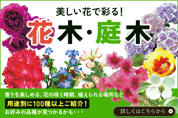 美しい花で彩る！花木･庭木