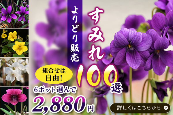 すみれ100選よりどり販売