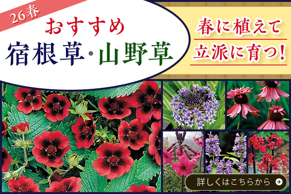 26春宿根草パンフ