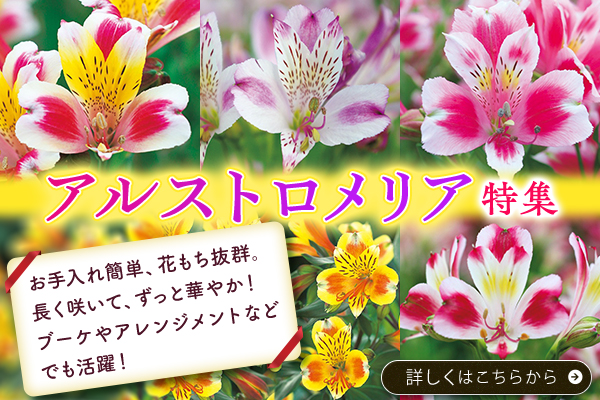 アルストロメリア特集