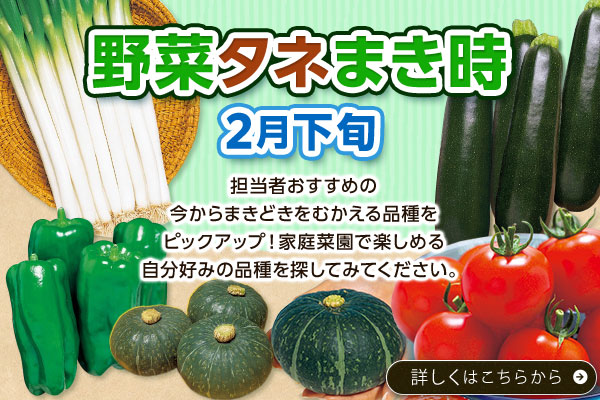 野菜タネまき時【2月下旬】