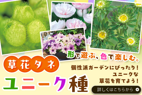 草花タネユニーク種