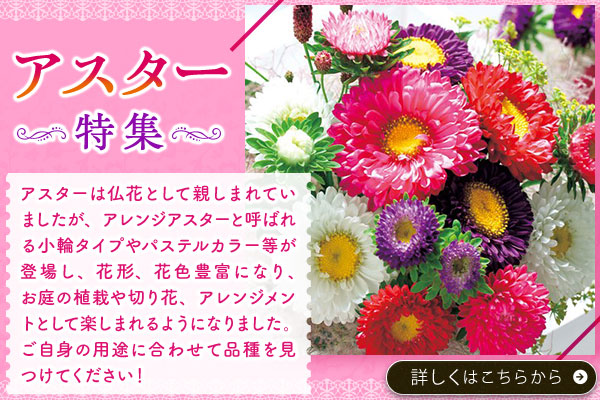 アスター特集