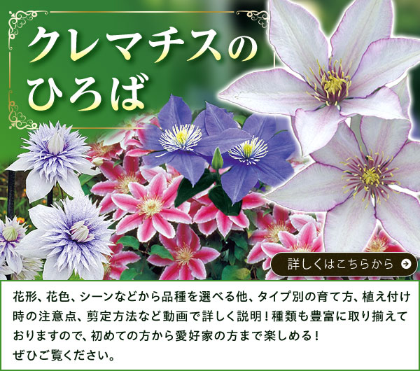 クレマチスのひろば