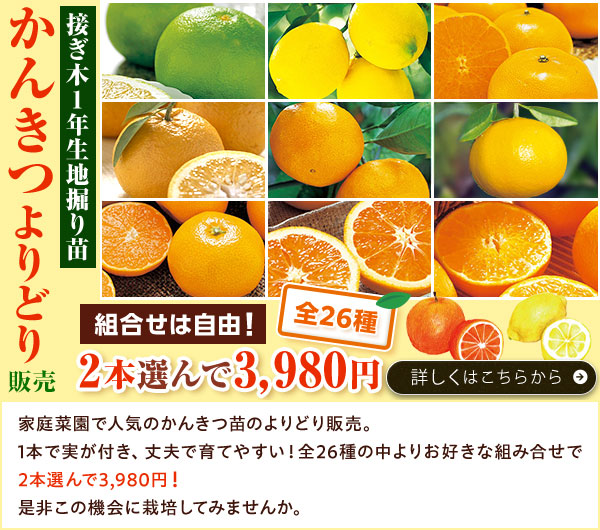 かんきつよりどり販売