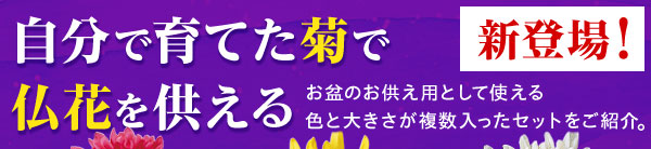 自分で育てた菊で仏壇を飾ろう
