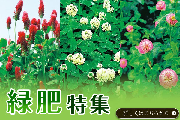 緑肥特集