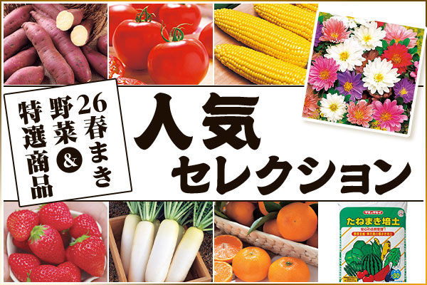 人気セレクション