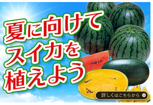 スイカ