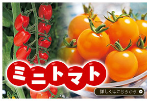 ミニトマト