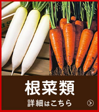 根菜類