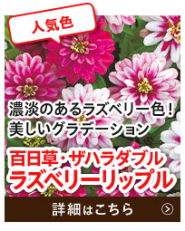 ラズベリーリップル