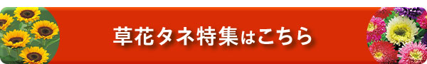 草花タネ特集はこちら
