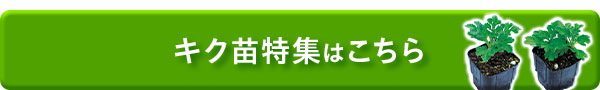 キク苗特集はこちら