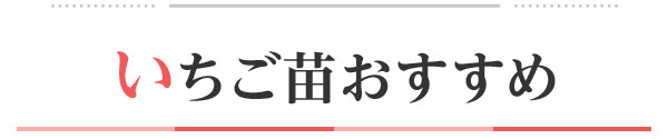 いちご苗おすすめ