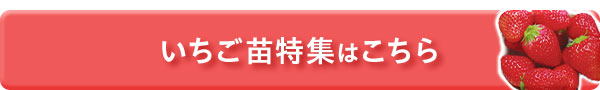 いちご苗特集はこちら