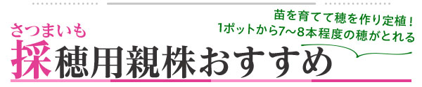採捕用さつまいもおすすめ