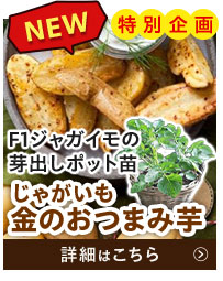 金のおつまみ芋