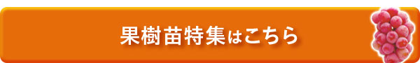 果樹苗特集はこちら
