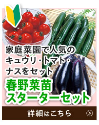 スターターセット