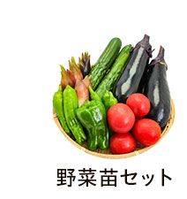 野菜セット