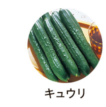 キュウリ