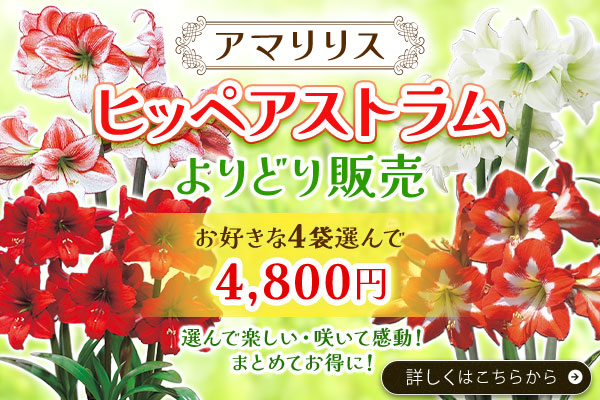 ヒッペアストラム（アマリリス）よりどり販売