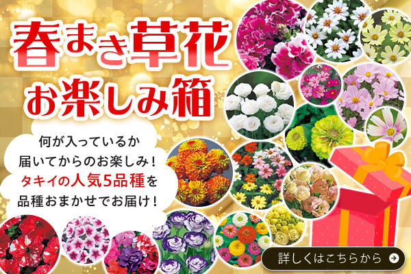 春まき草花お楽しみ箱