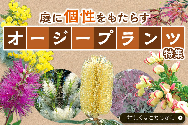 庭に個性をもたらすオージープランツ特集