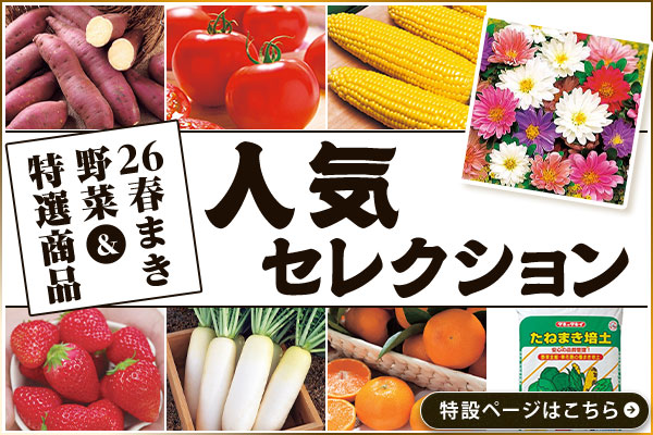 人気セレクション