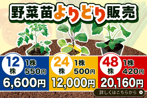 野菜苗よりどり販売