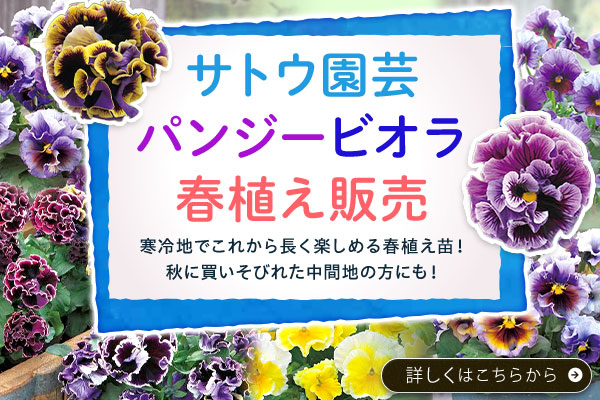 3月出荷サトウ園芸　パンジー＆ビオラ苗