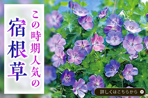 この時期人気の宿根草