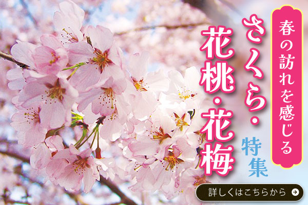 春の訪れを感じるさくら･花桃･花梅特集