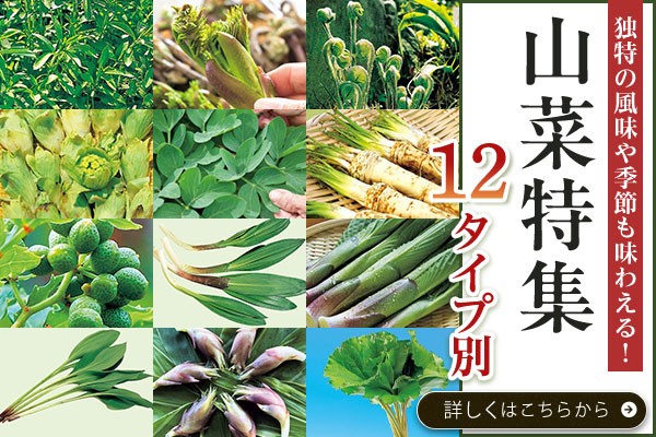 山菜特集　12タイプ別
