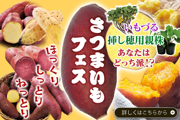 さつまいもフェス