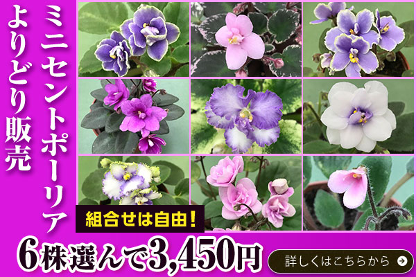 ミニセントポーリアよりどり販売