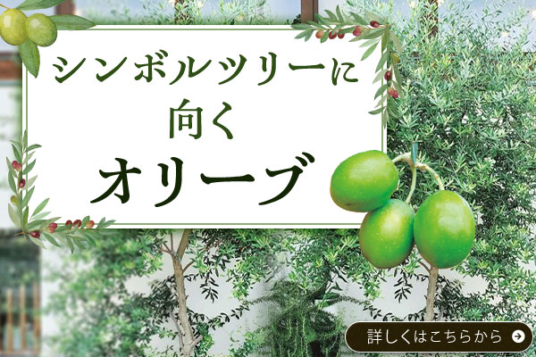 シンボルツリーに向くオリーブ