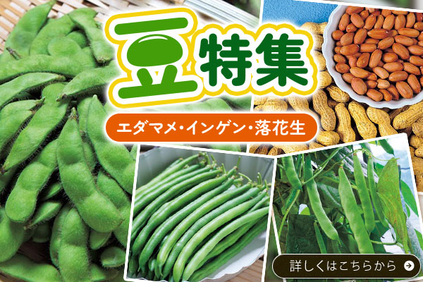 豆特集【エダマメ･インゲン･落花生】