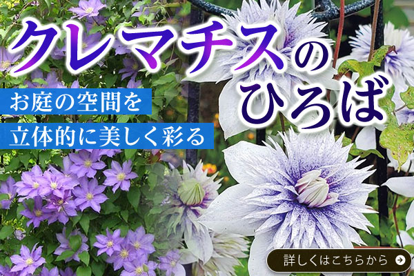 クレマチスのひろば